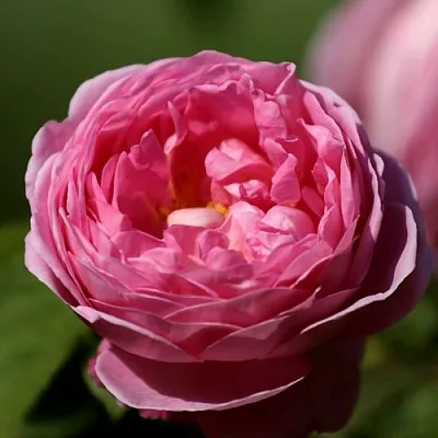 Саженцы роз ПИНК ЭКСПРЕШН флорибунда в Твери