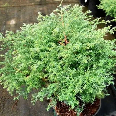 Кипарисовик СКВАРРОЗА горохоплодный  Кипарисовик СКВАРРОЗА горохоплодный в Твери