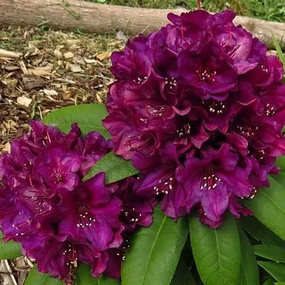 Рододендрон ПОЛАРНАХТ в Твери