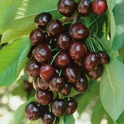 Черешня РЕВНА  Черешня РЕВНА в Твери