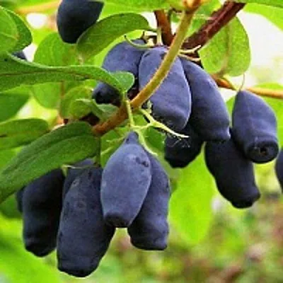Жимолость съедобная МОСКОВСКАЯ  Жимолость съедобная МОСКОВСКАЯ в Твери