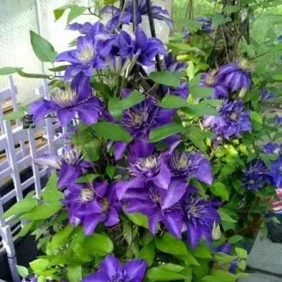 Клематис МУЛЬТИ БЛЮ — описание сорта Клематис МУЛЬТИ БЛЮ в Твери