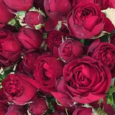 Саженцы роз РЕД БАБЛС спрей в Твери