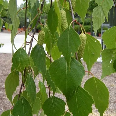 Береза ФАСЦИНЕЙШЕН белая  в Твери