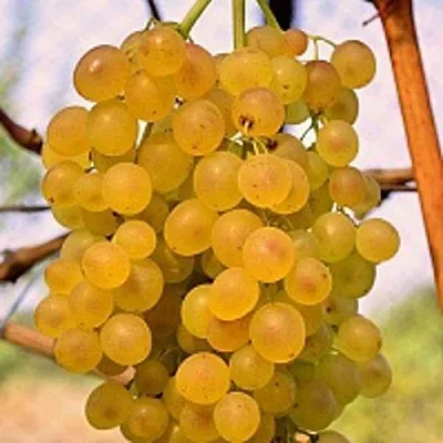 Виноград КИШМИШ КОКТЕЙЛЬ  Виноград КИШМИШ КОКТЕЙЛЬ в Твери