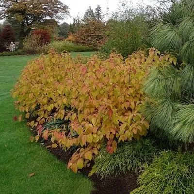 Дерен  АННА ВИНТЕР ОРАНЖ кроваво-красный    Дерен  АННА ВИНТЕР ОРАНЖ кроваво-красный   в Твери