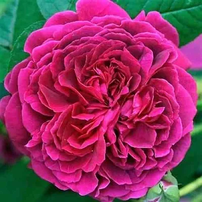 Саженцы роз ВИЛЬЯМ ШЕКСПИР английская в Твери