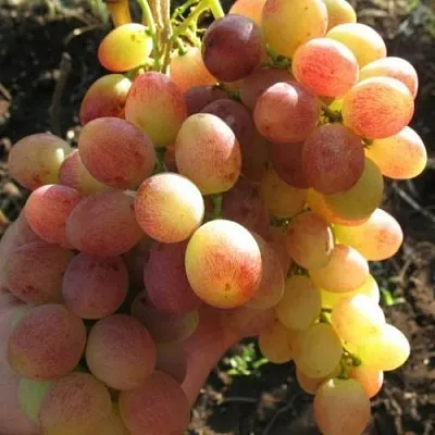 Виноград ТАСОН  Виноград ТАСОН в Твери