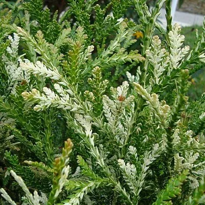 Туевик ВАРИЕГАТА долотовидный   Туевик ВАРИЕГАТА долотовидный  в Твери