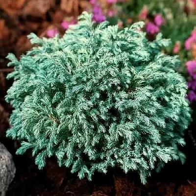 Кипарисовик БЕБИ БЛЮ горохоплодный  Кипарисовик БЕБИ БЛЮ горохоплодный в Твери