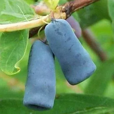 Жимолость съедобная ЗИНРИ  Жимолость съедобная ЗИНРИ в Твери