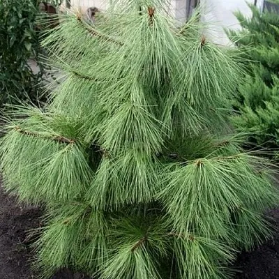 Сосна желтая   Сосна желтая  в Твери