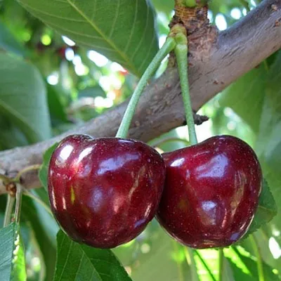 Черешня СЮБАРОВСКАЯ  Черешня СЮБАРОВСКАЯ в Твери