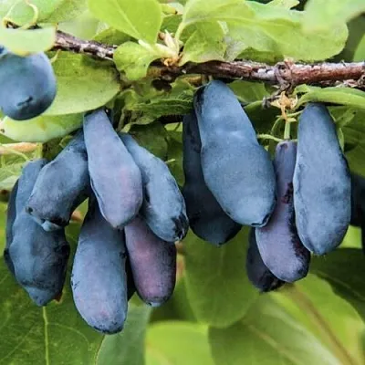 Жимолость съедобная СИБИРЯЧКА  Жимолость съедобная СИБИРЯЧКА в Твери