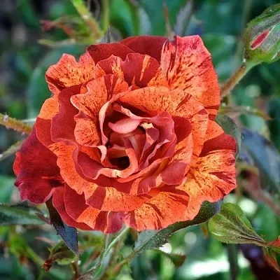 Саженцы роз САММЕР ЛОДЖ шраб  Саженцы роз САММЕР ЛОДЖ шраб в Твери