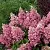 Гортензия ПИНКИ ВИНКИ метельчатая в Твери