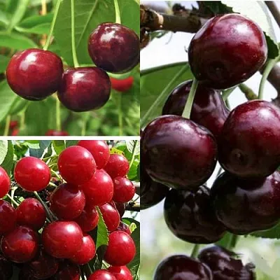 Комплект ВИШНЕВЫЙ САД в Твери