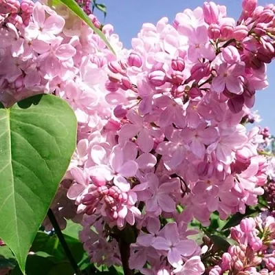 Сирень АДЕЛИНА  Сирень АДЕЛИНА в Твери