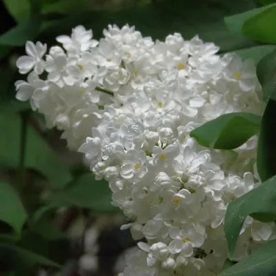 Сирень РУССКИЙ СЕВЕР  Сирень РУССКИЙ СЕВЕР в Твери