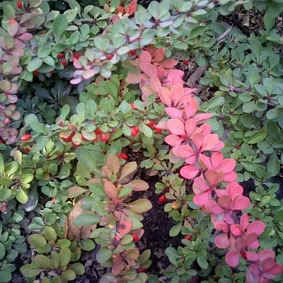 Барбарис ГРИН КАРПЕТ тунберга  Барбарис ГРИН КАРПЕТ тунберга в Твери