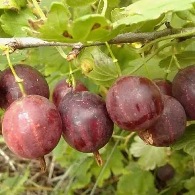 Крыжовник СМЕНА  Крыжовник СМЕНА в Твери