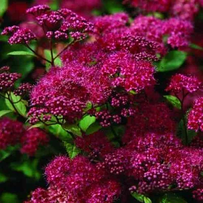 Спирея АНТОНИ ВАТЕРЕР японская  Спирея АНТОНИ ВАТЕРЕР японская в Твери