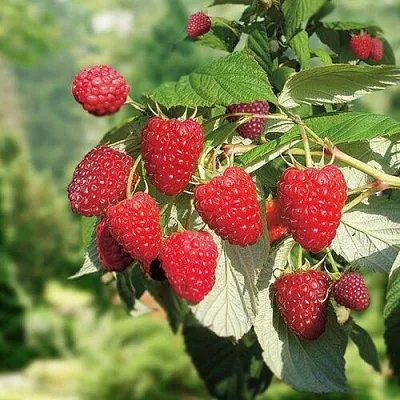 Малина РУБИФОЛ в Твери