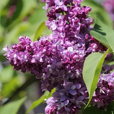 Сирень ИЗОБИЛИЕ в Твери