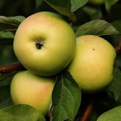 Яблоня ДАНИЛА  Яблоня ДАНИЛА в Твери