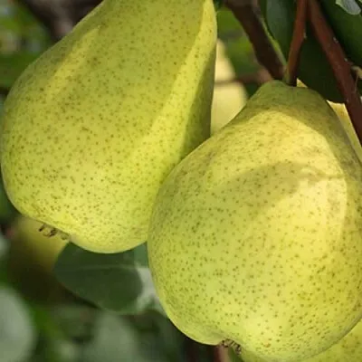 Груша СКАЗОЧНАЯ  в Твери