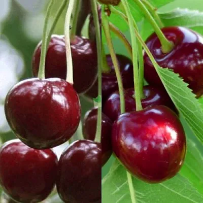 Комплект ВИШНЕВЫЙ ТАНДЕМ в Твери