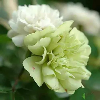 Саженцы роз ГРИН АЙС миниатюрная в Твери