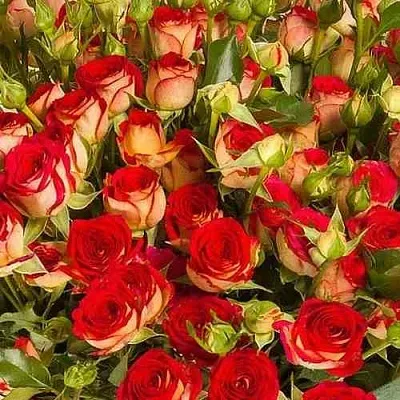 Саженцы роз РУБИЭЛЛА спрей в Твери