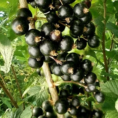 Смородина черная БЕН ТИРЕН  Смородина черная БЕН ТИРЕН в Твери