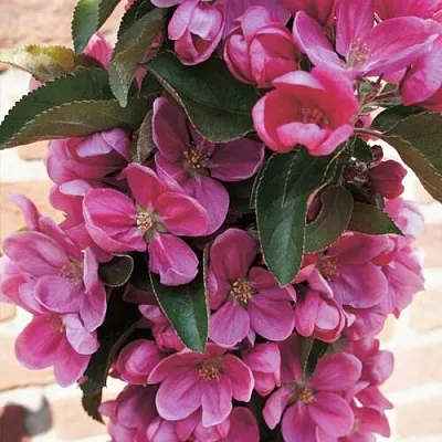 Яблоня ЗЕЛЁНЫЙ БУКЕТ декоративная  Яблоня ЗЕЛЁНЫЙ БУКЕТ декоративная в Твери