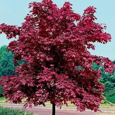 Клен КРИМСОН КИНГ остролистный в Твери