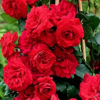 Саженцы роз АМАДЕУС плетистая в Твери