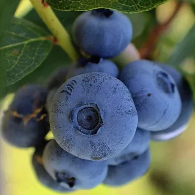 Средние сорта в Твери