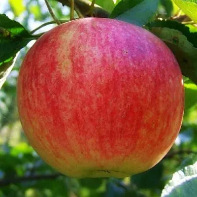 Яблоня ШТРИФЕЛЬ  Яблоня Штрифель (Штрейфлинг или Осеннее полосатое) в Твери