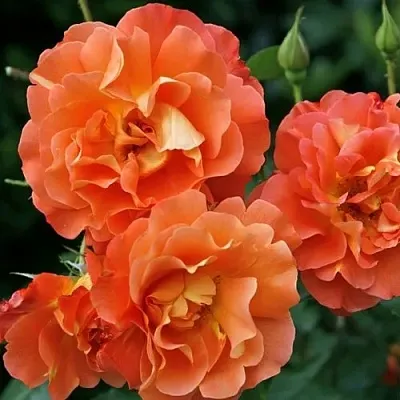 Саженцы роз ВЕСТЕРЛЕНД шраб  Саженцы роз ВЕСТЕРЛЕНД шраб в Твери