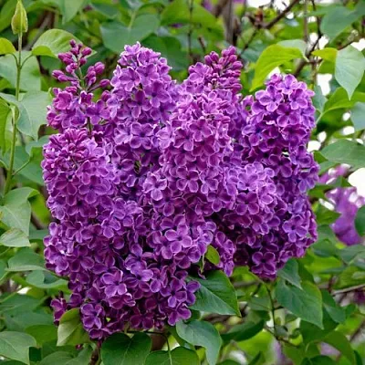 Сирень СУМЕРКИ  Сирень СУМЕРКИ в Твери