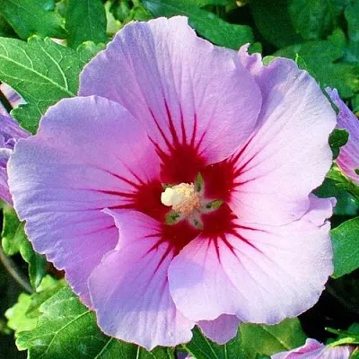 Гибискус ПИНК ФЛИРТ сирийский  Гибискус ПИНК ФЛИРТ сирийский в Твери