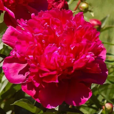 Пион БИГ БЕН травянистый в Твери