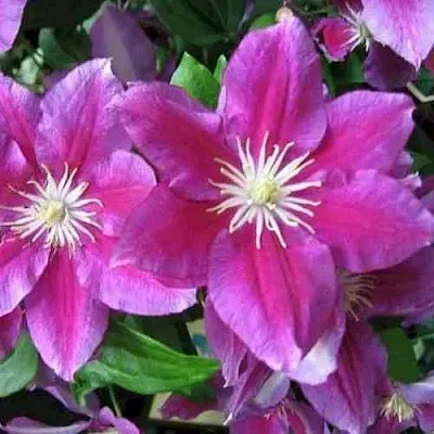 Клематис ХАНИЯ  Клематис ХАНИЯ в Твери