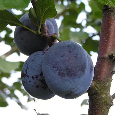 Слива ВЕНГЕРКА БЕЛОРУССКАЯ в Твери