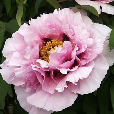 Пион РОЗОВАЯ РЕКА древовидный  Пион РОЗОВАЯ РЕКА древовидный в Твери