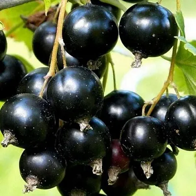 Смородина чёрная СОКРОВИЩЕ в Твери