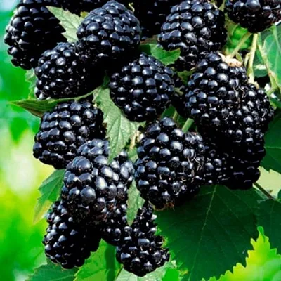 Ежевика ЛОХТЕЙ бесшипная  Ежевика ЛОХТЕЙ бесшипная в Твери