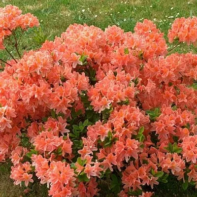 Рододендрон ЯПОНСКИЙ ОРАНЖЕВЫЙ  Рододендрон ЯПОНСКИЙ ОРАНЖЕВЫЙ в Твери