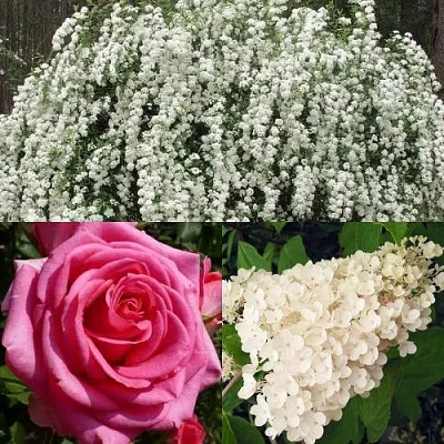 Комплект ВЕЧНАЯ КЛАССИКА в Твери